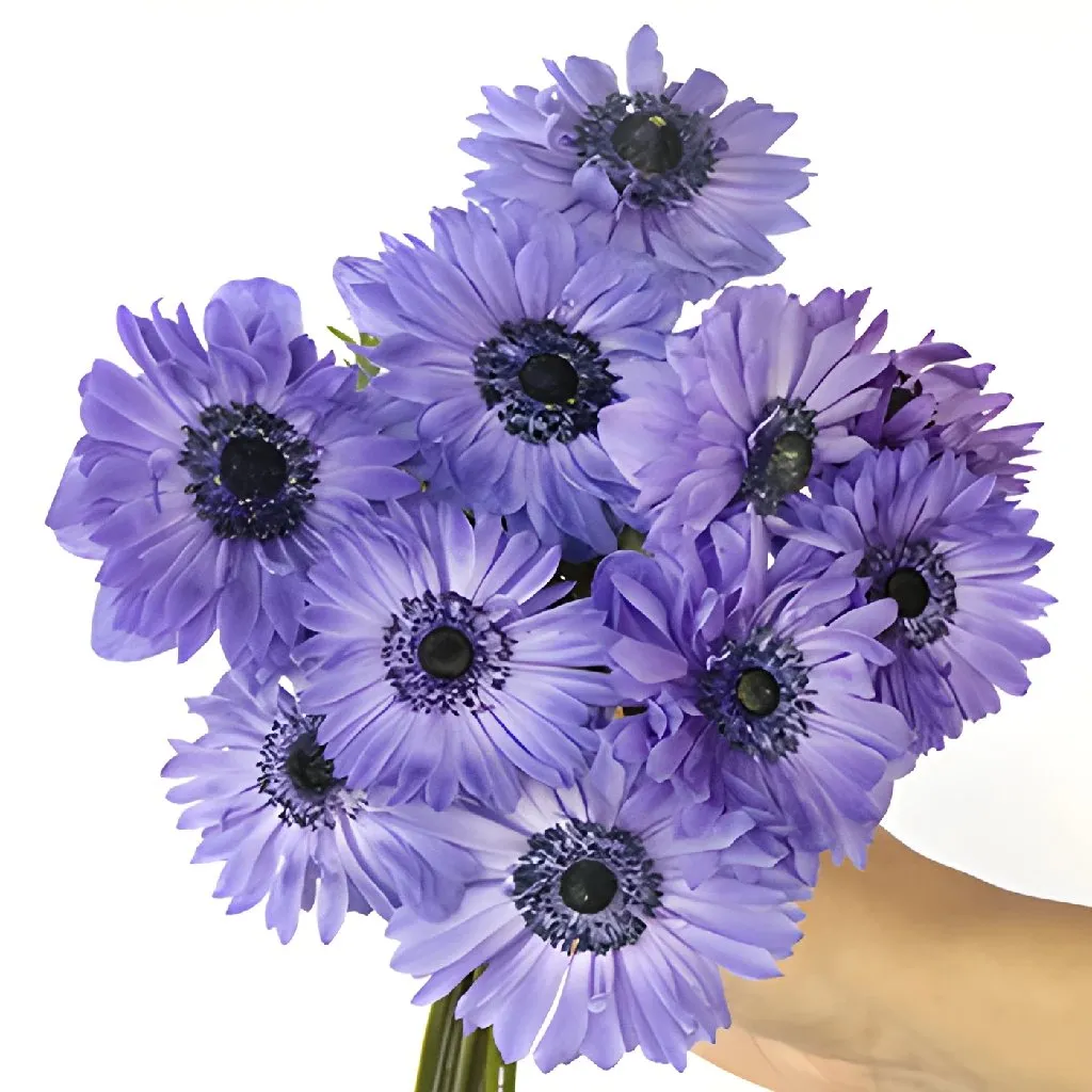 Delicate Blue Star Anemones
