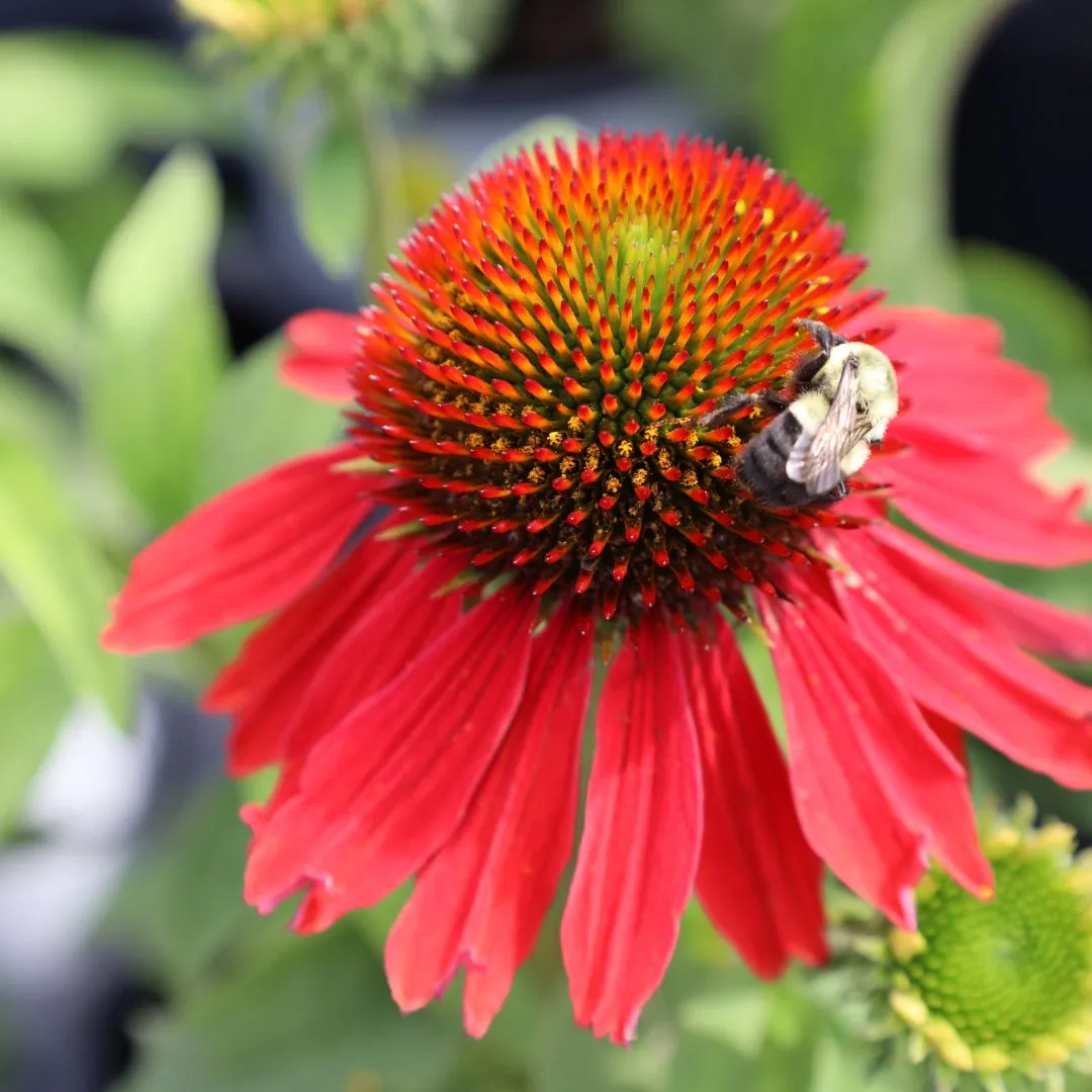 Echinacea Color Coded® 'Frankly Scarlet'