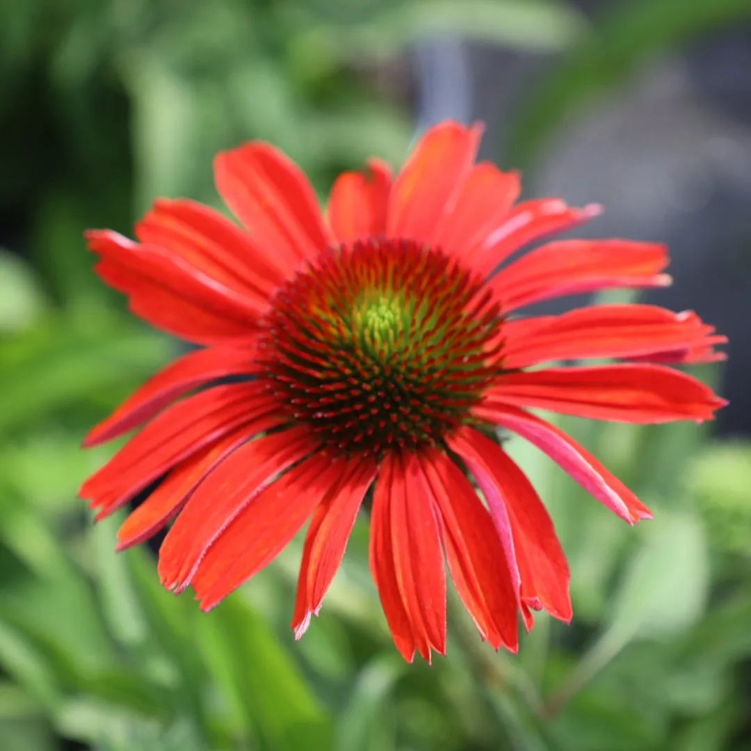 Echinacea Color Coded® 'Frankly Scarlet'