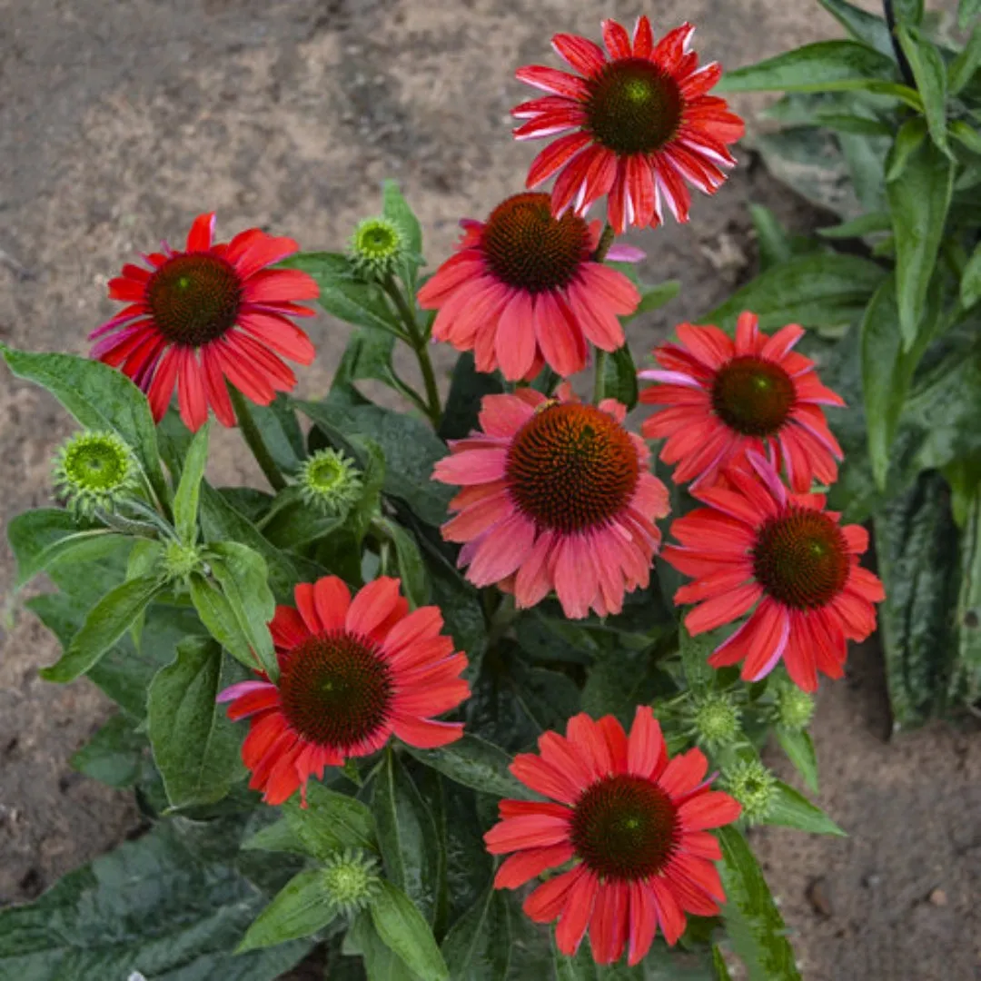 Echinacea Color Coded® 'Frankly Scarlet'