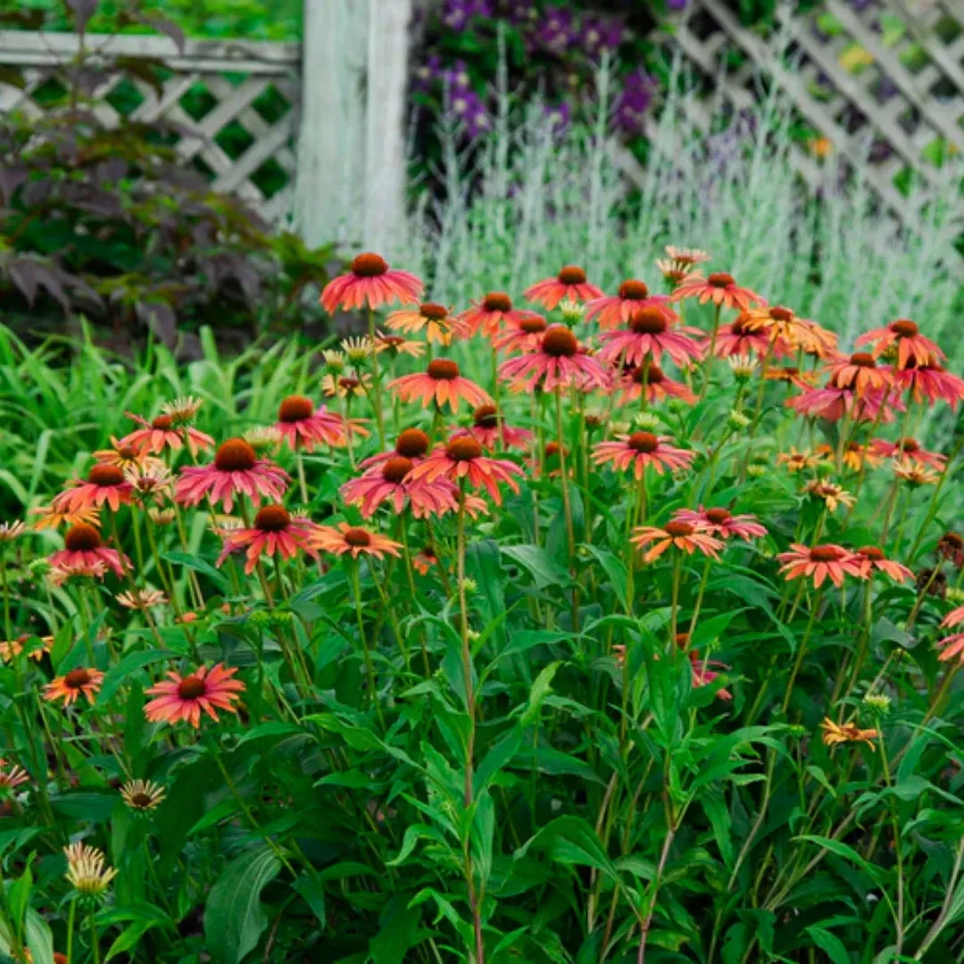 Echinacea Color Coded® 'Frankly Scarlet'