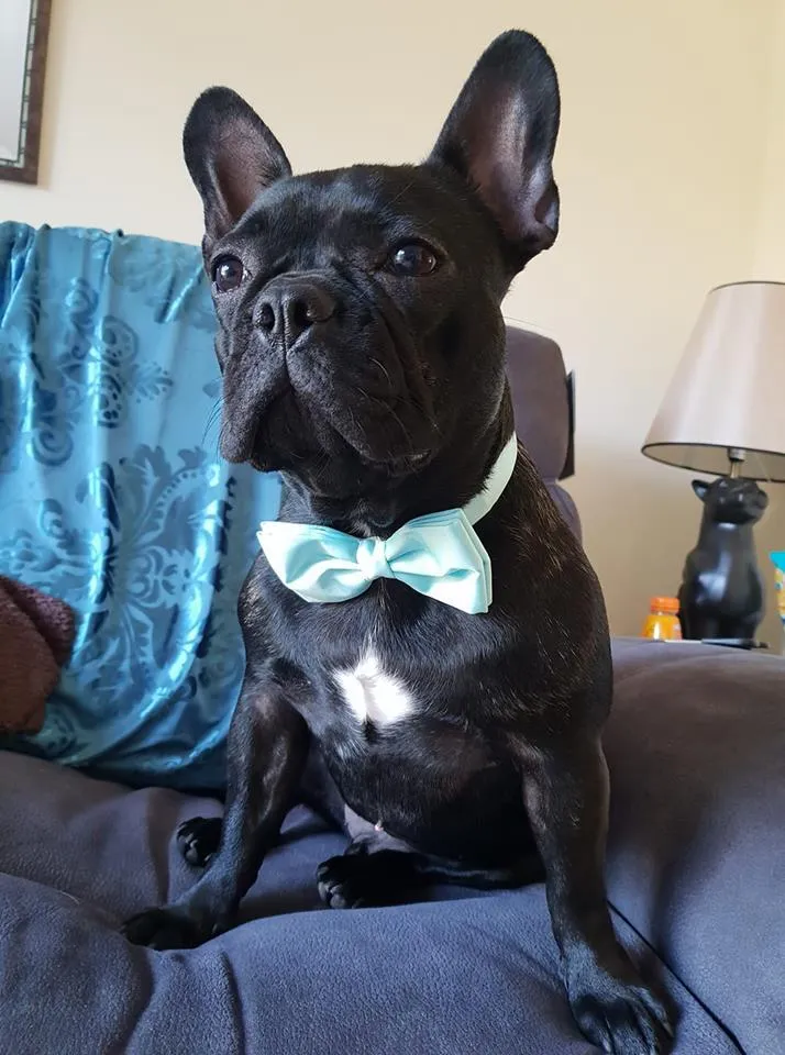 Water Mint Shantung Dog Bow Tie