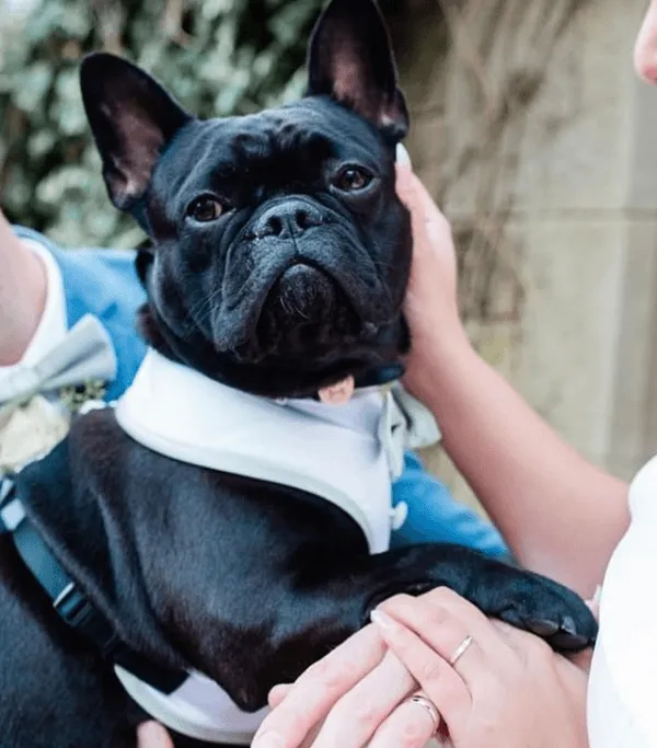 Water Mint Shantung Dog Bow Tie